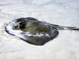 IMG 3270 Southern Stingray